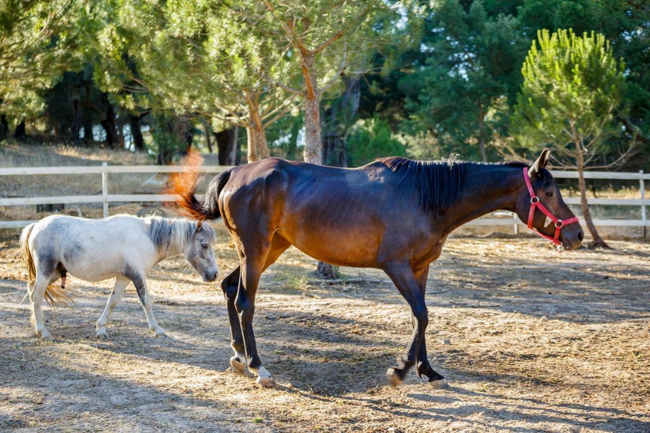 Herdade Da Granja Nova Montargil Dış mekan fotoğraf