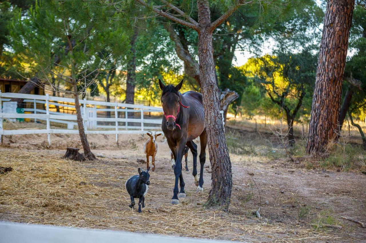 Herdade Da Granja Nova Montargil Dış mekan fotoğraf